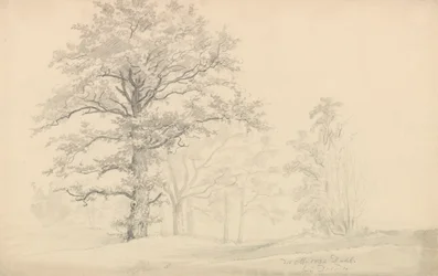 Arbres feuillus