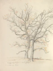 Deux chênes