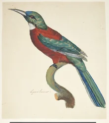 Oiseau exotique