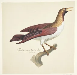 Oiseau