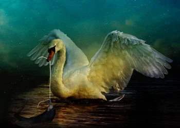 Royaume des oiseaux 6, 2018