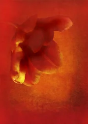 Fleur en rouge, 2016