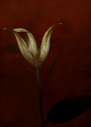 Lys, 2015