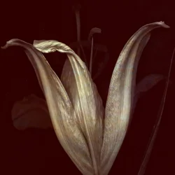 Lys 2