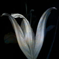 Lys 3
