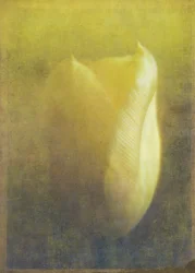 Tulipe, 2015