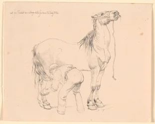 Un cheval est brossé