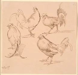 Quatre études de coqs