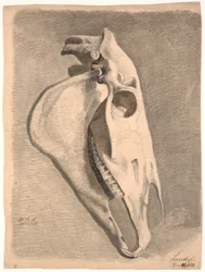 Crâne de cheval