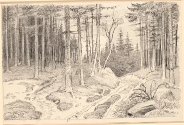 Chemin creux à travers une forêt de sapins