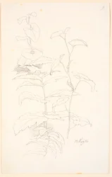 Études de plantes, y compris des liserons