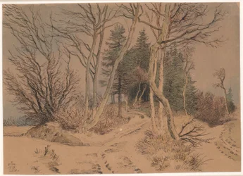 Routes enneigées entre sapins et arbres nus