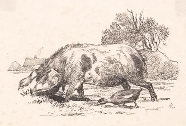 Le cochon et le canard