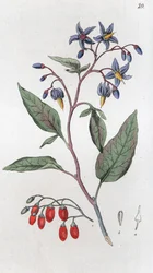 Douce-amère Solanum dulcamara