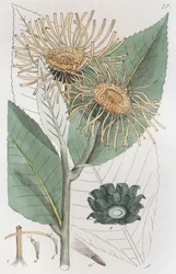 Inule aunée Inula helenium, 1804-1811