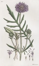 Knautie des champs Knautia arvensis