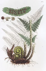 Fougère mâle Dryopteris filix-mas