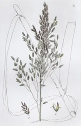 Roseau doux Poa aquatica, 1804-1811