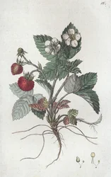 Fraise des bois Fragaria vesca