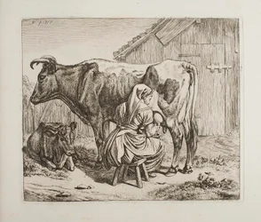 Vache avec son veau pendant la traite