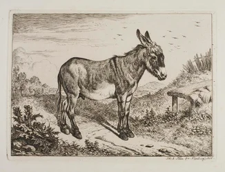 Âne
