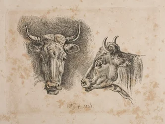 Têtes de deux vaches