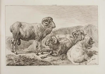 Béliers mérinos
