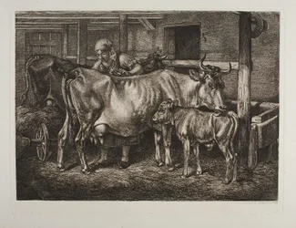Les vaches pansées