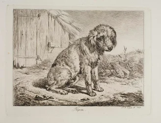 Le caniche Fripon