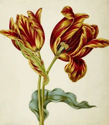 Tulipe