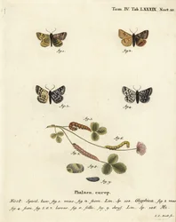 Euclidia glyphica, Euclidia mi. Gravure sur cuivre coloriée à la main par Johann Carl Bock d