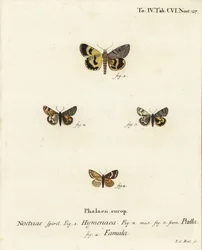 Catocala hymenaea 1, Amerila puella 2,3, et papillons Isturgia famula 4. Gravure à la main en cuivre par Johann Carl Bock d