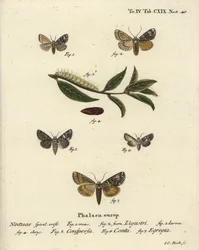 Papillon couronné, Craniophora ligustri 1-4, couronne marbrée, Hadena confusa 5, couronne variée, Hadena compta 6, et arches vertes, Anaplectoides prasina 7. Gravure à la main en cuivre par Johann Carl Bock d