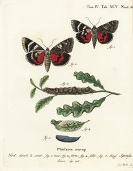 Dark crimson underwing, Catocala sponsa. Gravure sur cuivre coloriée à la main par Johann Carl Bock d