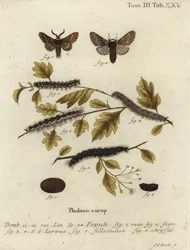 Papillon de décembre, Poecilocampa populi
