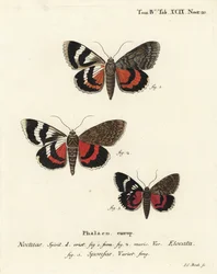 Catocala elocata, Catocala sponsa. Gravure sur cuivre coloriée à la main par Johann Carl Bock d