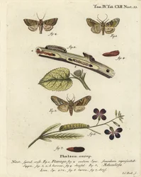 Noctuelle orangée givrée, Gortyna flavago 1,2, et noctuelle à ailes anguleuses, Phlogophora meticulosa 3-7. Gravure sur cuivre coloriée à la main de Johann Carl Bock d