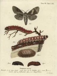 Papillon de la chèvre, Cossus cossus