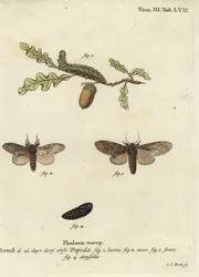 Grand prominent, Peridea anceps