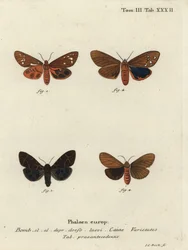 Variétés de papillons tigres, Arctia caja