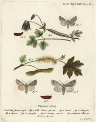 Chi gris, Antitype chi 1 et papillon sycomore, Acronicta aceris 2-7. Gravure à la main en cuivre par Johann Carl Bock d