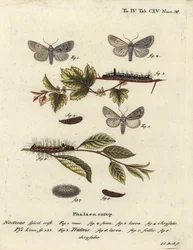 Acronicta psi 1-4, et Acronicta tridens 5-8. Gravure sur cuivre coloriée à la main par Johann Carl Bock d