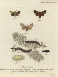 Papillon ground lackey, Malacosoma castrense