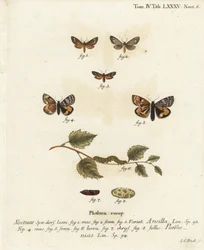 Dysauxes ancilla, Archiearis parthenias. Gravure sur cuivre coloriée à la main par Johann Carl Bock d