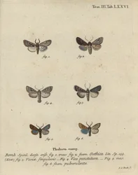 Caractère hébreu, châtaigne à tache noire, petit papillon quaker, etc.