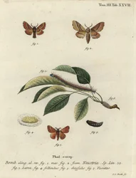 Malacosoma neustria