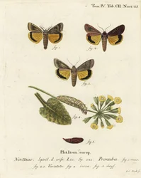 Grande noctuelle jaune, Noctua pronuba, et variétés. Gravure sur cuivre coloriée à la main par Johann Carl Bock d