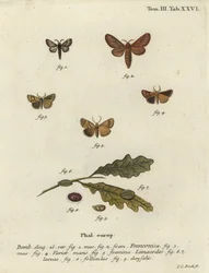 Papillon Malacosoma franconicum et feston, Apoda limacodes