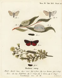 Acronicta leporina, Tyria jacobaeae. Gravure sur cuivre coloriée à la main par Johann Carl Bock d