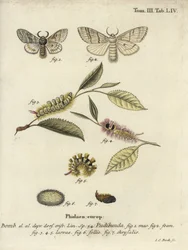 Calliteara pudibunda